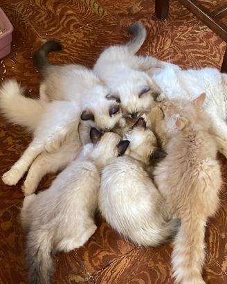 Cucciolo siberiano certificato ipoallergenico
