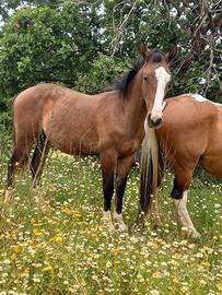 Cavallo paint x quarter