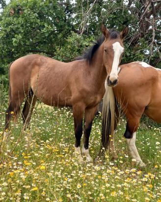 Cavallo paint x quarter