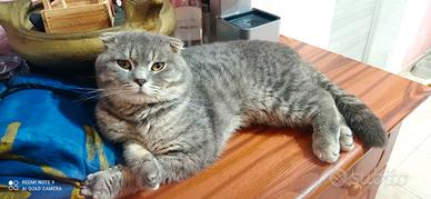 Gatto British fold