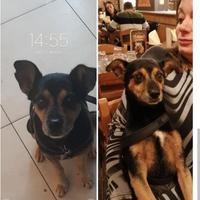 Cane tipo pincher