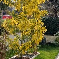 Albero di mimosa
