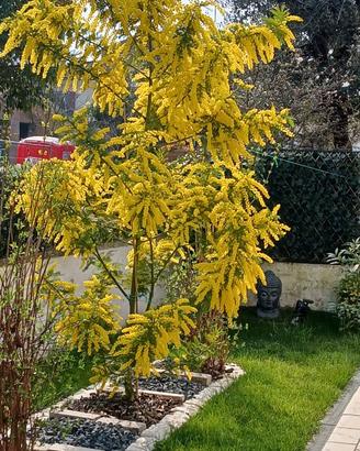 Albero di mimosa