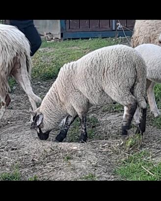 Agnello disponibile