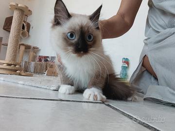 Ragdoll cuccioli 1 maschio femmina