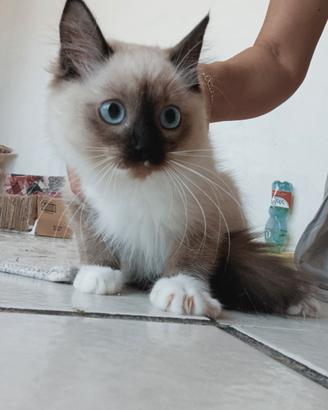 Ragdoll cuccioli 1 maschio femmina