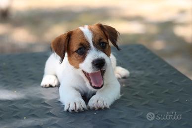 Jack russell terrier cuccioli pedigree