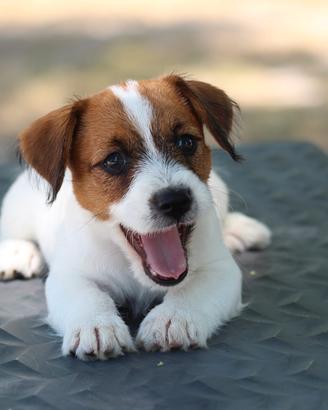 Jack russell terrier cuccioli pedigree