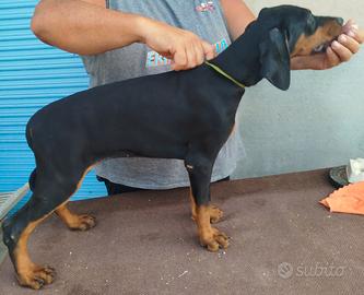 Cuccioli di dobermann