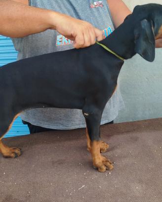 Cuccioli di dobermann