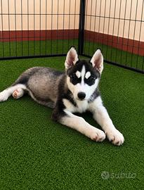 Siberian Husky disponibile maschio