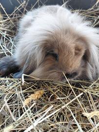Cucciolo di ariete nano 