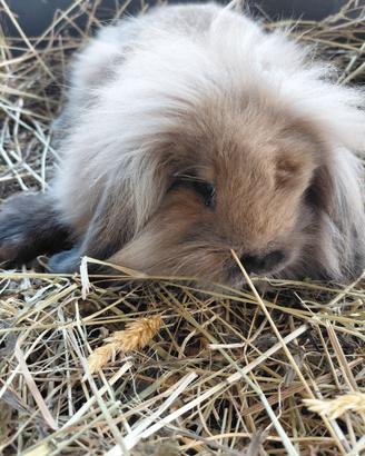 Cucciolo di ariete nano 