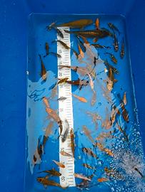 Carpe Koi