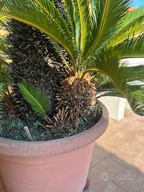 figli cycas pianta varie dimensioni