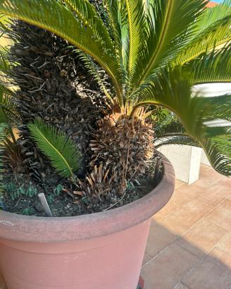 figli cycas pianta varie dimensioni