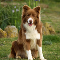 Compagna Border Collie per Toby