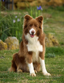 Compagna Border Collie per Toby
