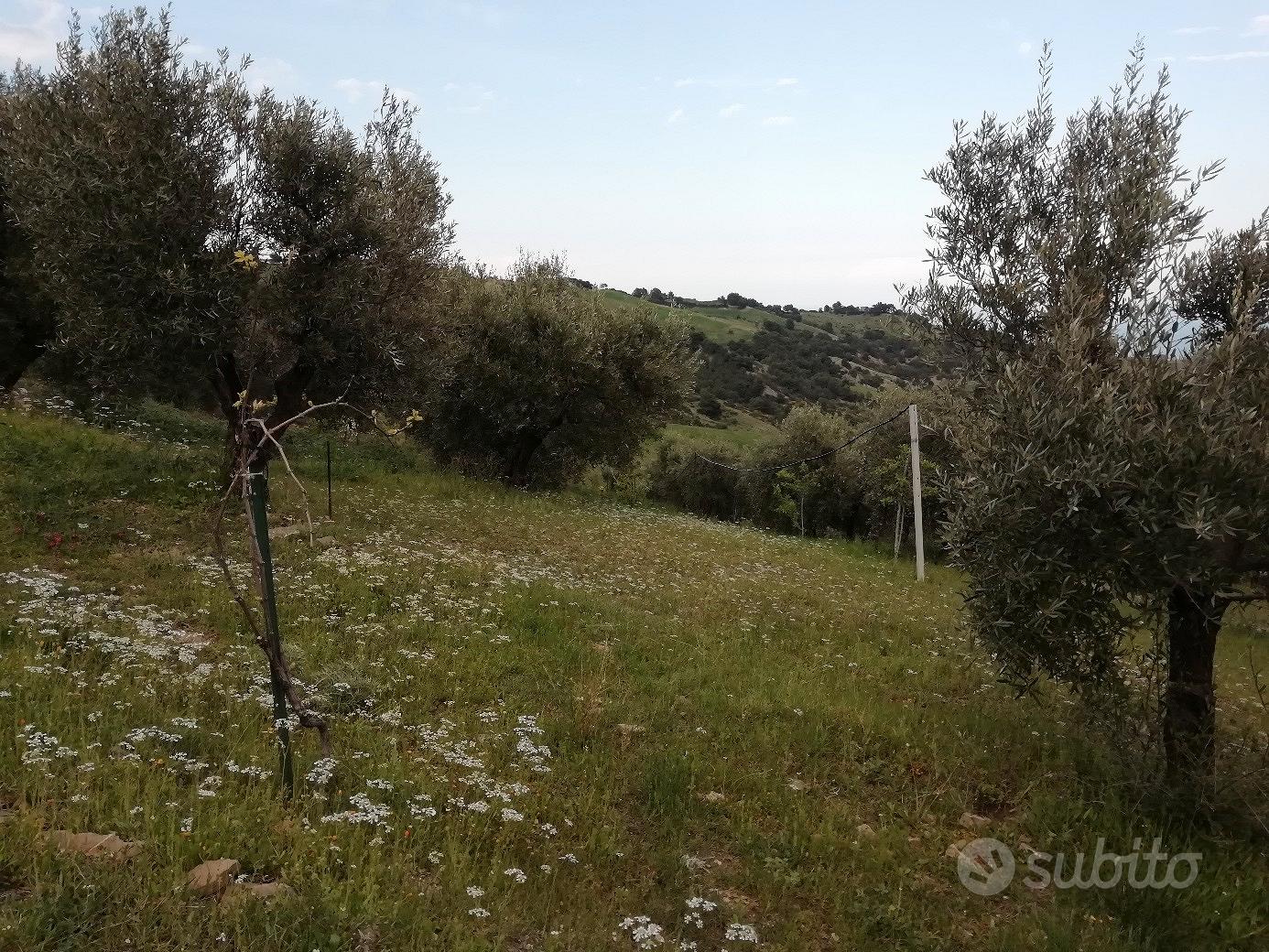 Terreno con uliveto - Vista 2