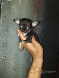 Cucciolo di chihuahua mini toy