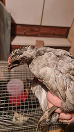 Galline e Australorp blu