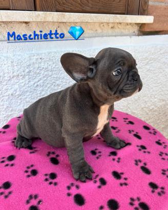 Cucciola di bulldog francese 