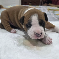 American Staffordshire terrier