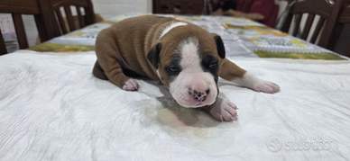 American Staffordshire terrier