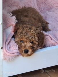 Cuccioli di barboncino toy/nano - 2 maschietti cer