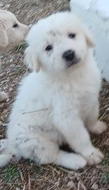Cuccioli di cane