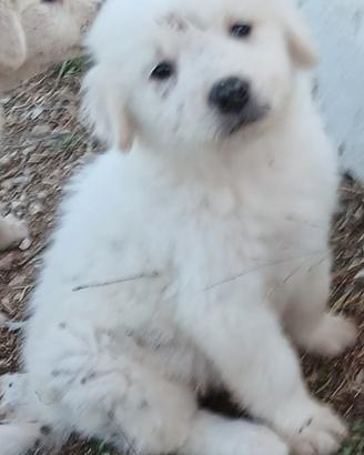 Cuccioli di cane