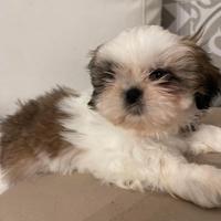 Shihtzu femmina disponibile con pedegree