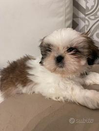 Shihtzu femmina disponibile con pedegree