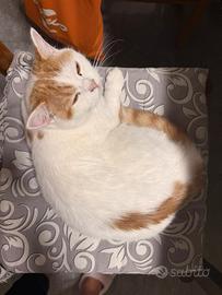 Gattina BRITISH SHORTHAIR