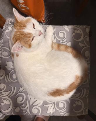 Gattina BRITISH SHORTHAIR