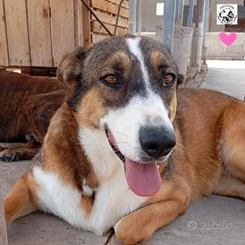 SHIVA cagnolina 2 anni taglia media in adozione