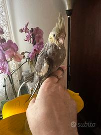 Calopsite allevata a mano