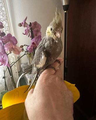 Calopsite allevata a mano