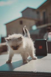 Gatto ragdoll maschio 2 mesi