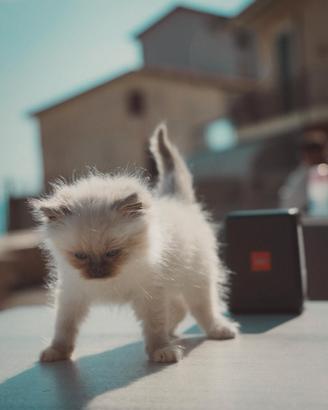 Gatto ragdoll maschio 2 mesi