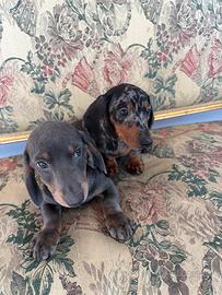 Bassotti arlecchino e cioccolato