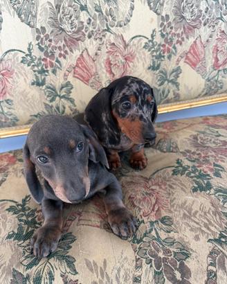 Bassotti arlecchino e cioccolato