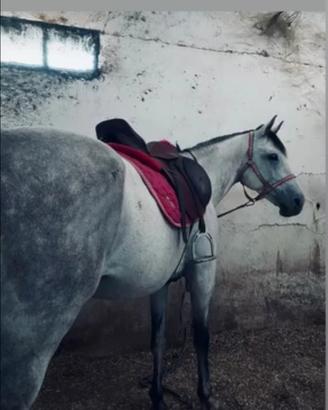 Castrone AA 7 ANNI- immediato realizzo