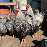 Wyndotte taglia grande