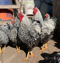 Wyndotte taglia grande