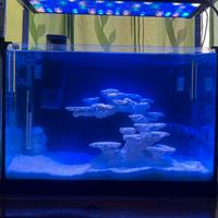 Rocciata nanoreef aquascape