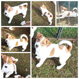 Jack russell terrier