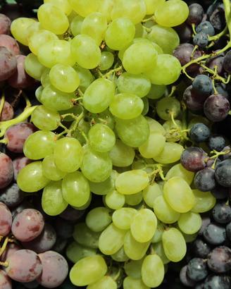 Uva da vino