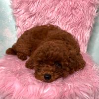 Barboncini toy alta genealogia