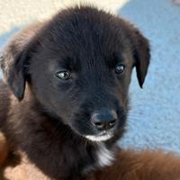 Cucciolino in adozione